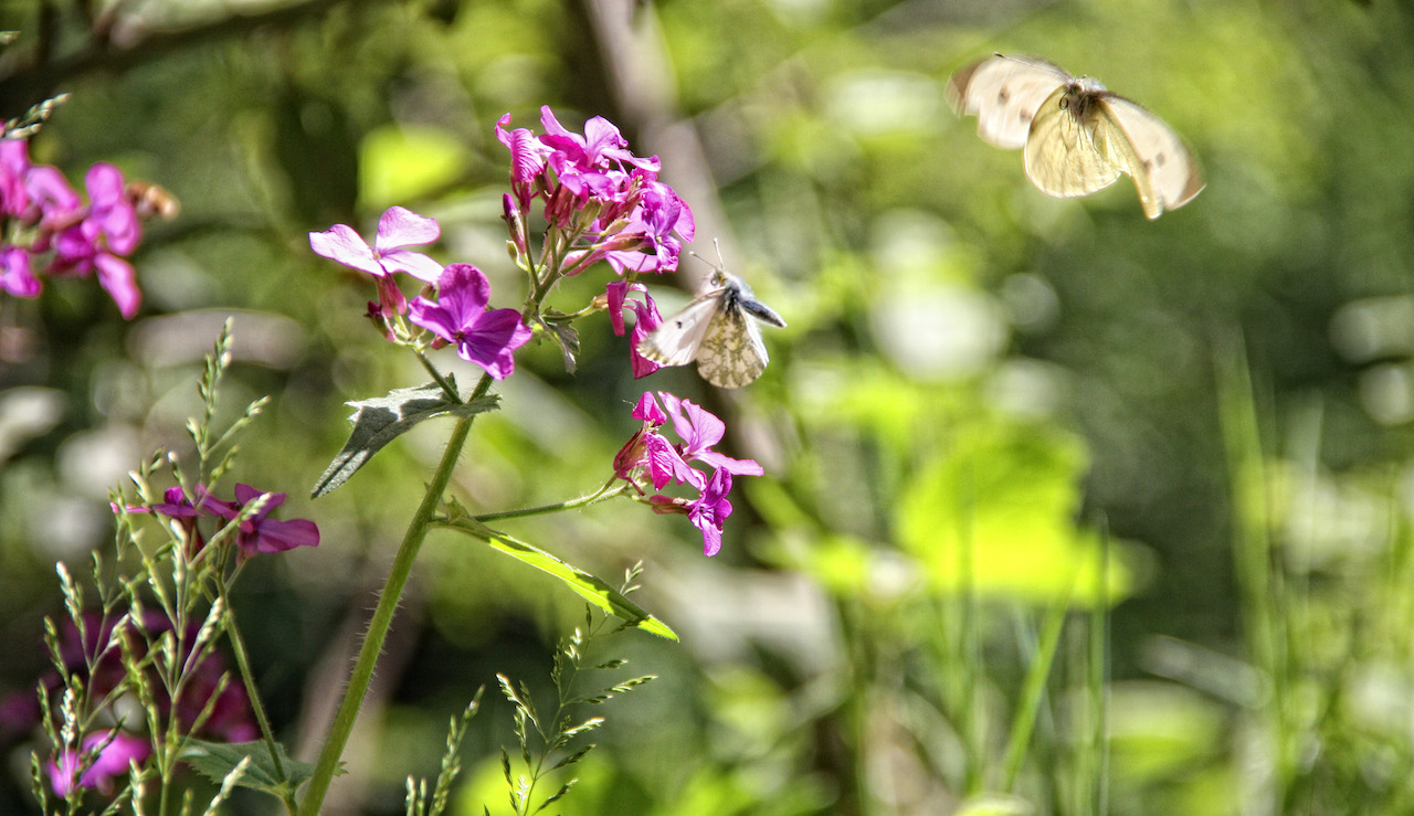 Roussillon Rustrel - Ocres et textures naturelles