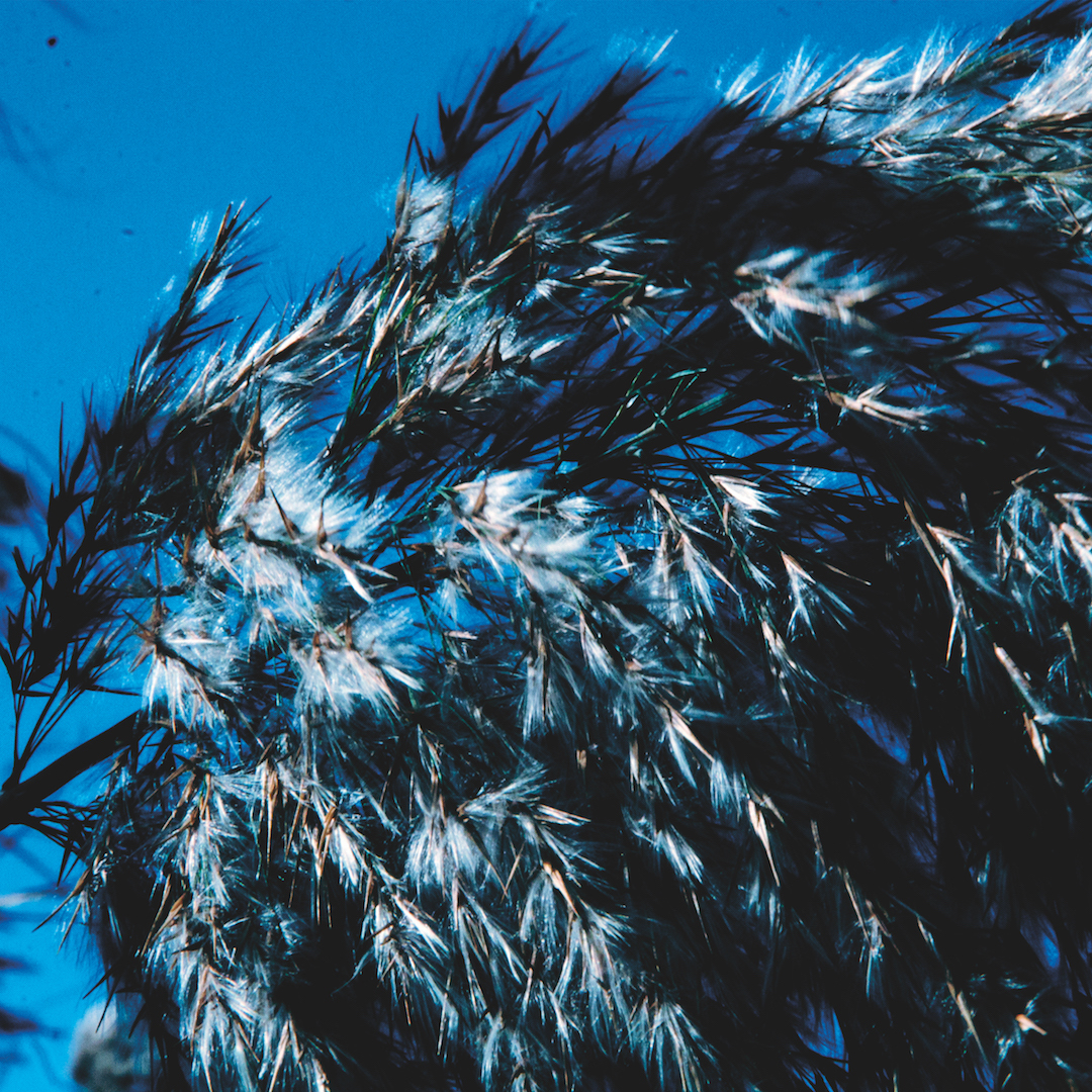 Tombent les feuilles